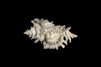 藏品(白千手螺)的圖片